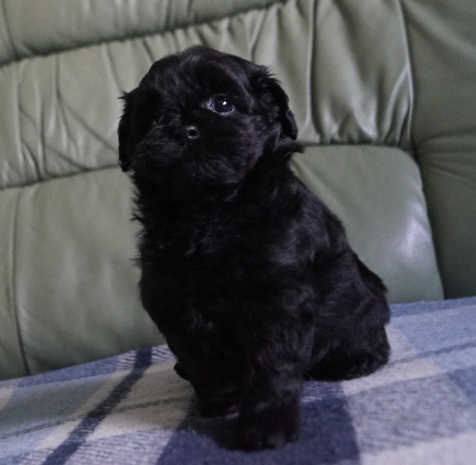 Милейшая&маленькая юная девочка SpitzPoo/MaltiPoo cо сладкой мордочкой