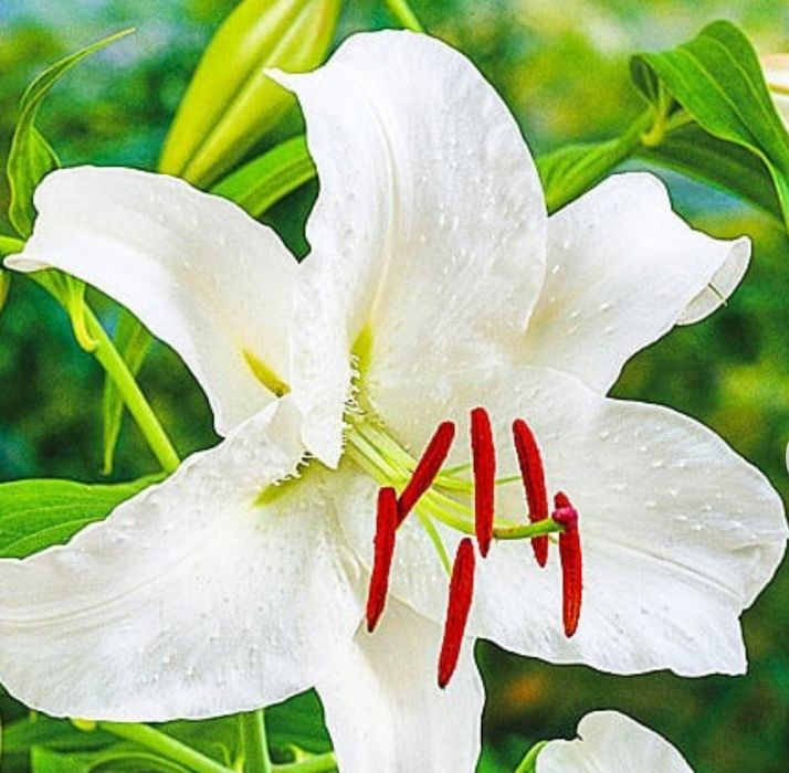 Лілія  цибулини