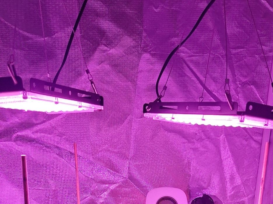 2 Lâmpadas de cultivo 100W