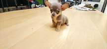 pinscher hiper miniatura chocolate
