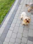Sunia York 2 letnia