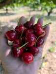 Cerejas de resende