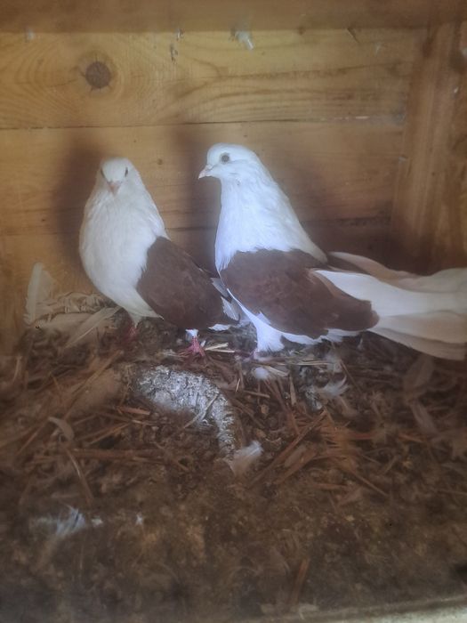 Gołębie orliki boki