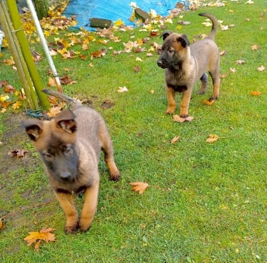 Owczarek belgijski szczeniak