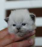 Ragdoll kocurek Granito, rodowód WCF, kastracja, badania, wyprawka