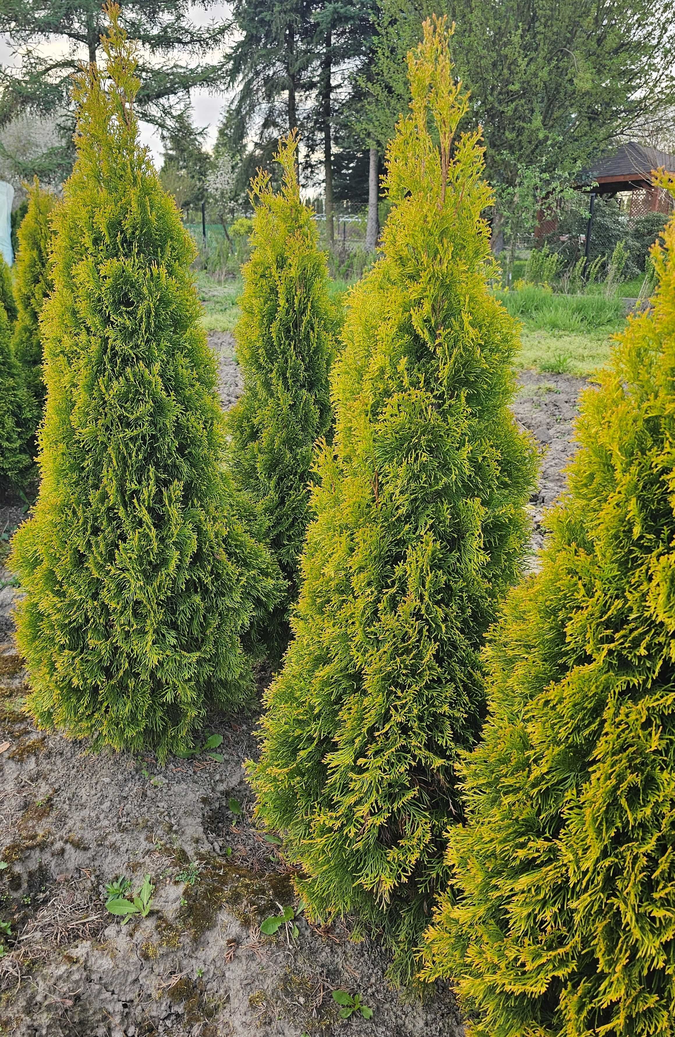 Golden Szmaragd Tuje Thuje Tuja Krzewy Thuja