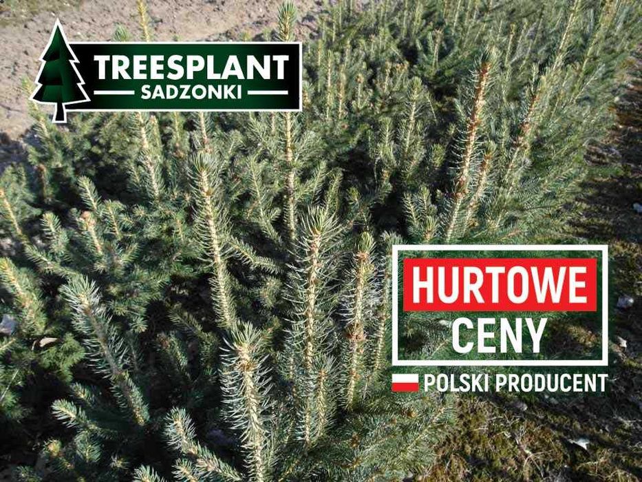 RZESZÓW Świerk Srebrny 2/2 Kaibab 30cm Szkółka sadzonki jodła kaukaska
