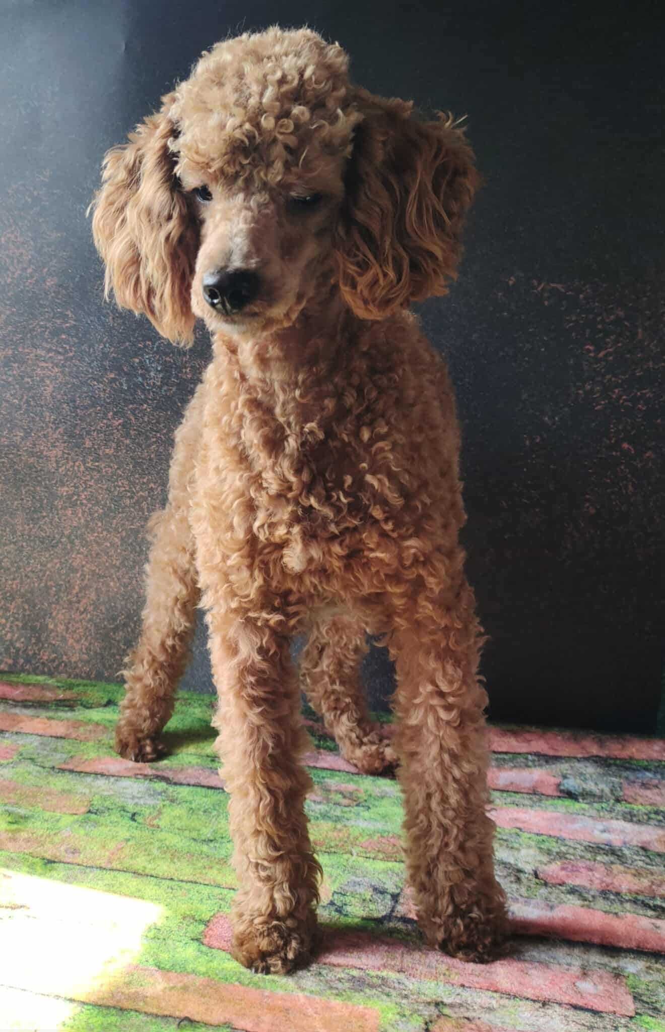 pudel miniaturowy, apricot, red, samczyk