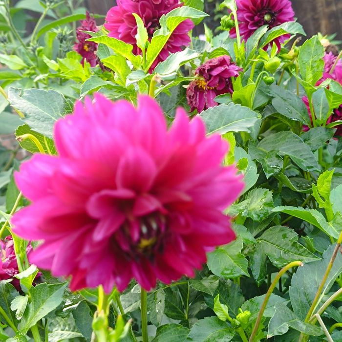 Karpy dali gieorgini