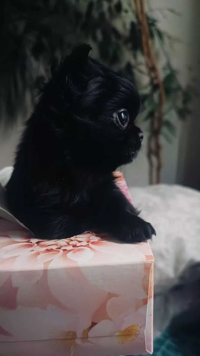 Sunia chihuahua czarna perełka