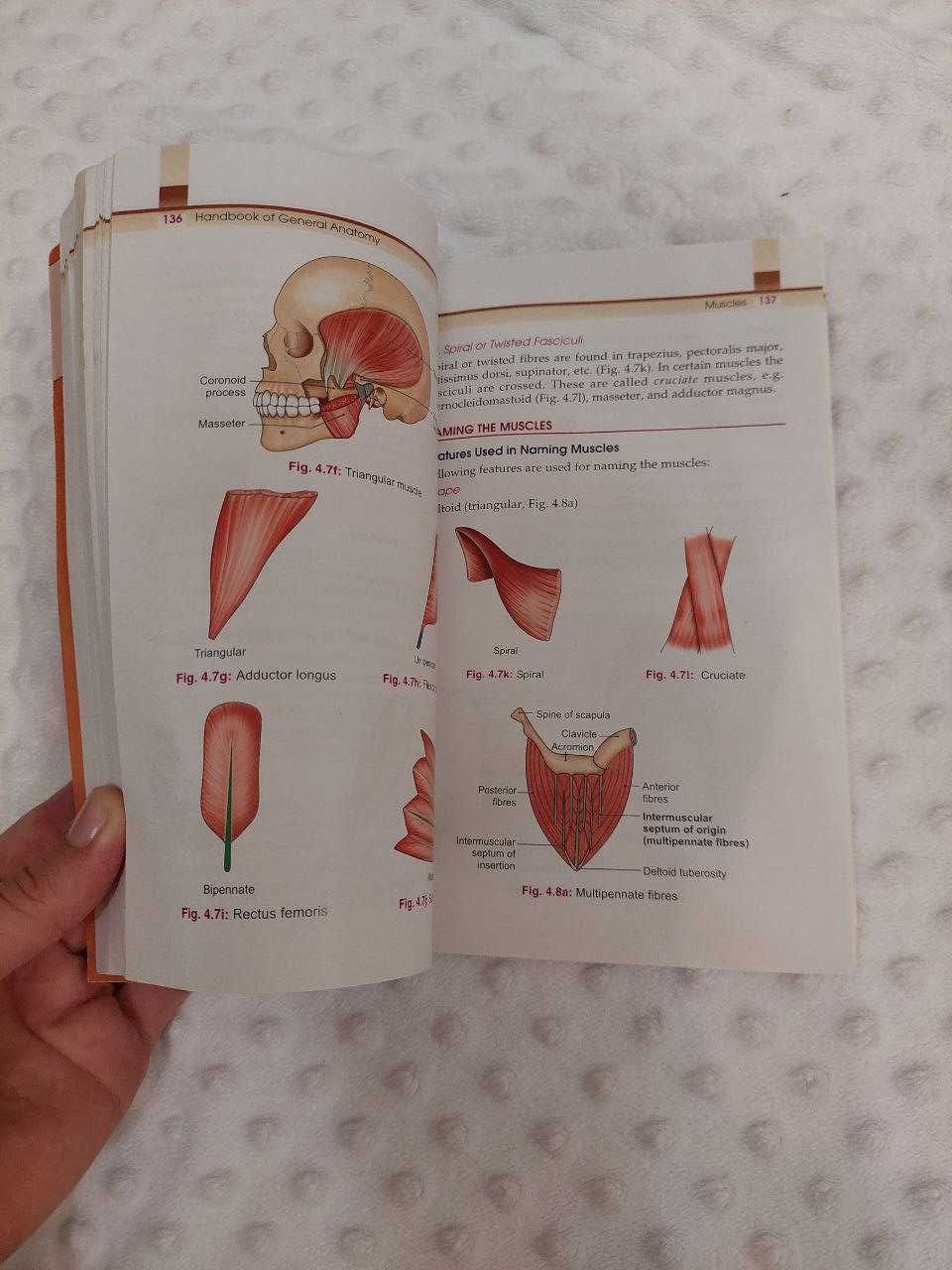 General anatomy handbook Fifth edition BD Chaurasia`s Анатомія людини