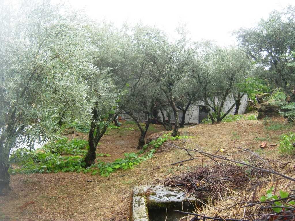 Quintinha em Trás-os-Montes