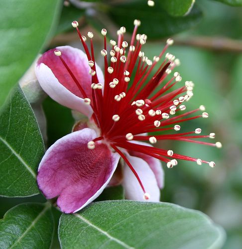 Plantas de Feijoa