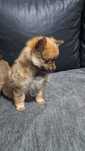 Lulu da Pomerânia
