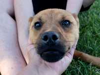 Romeo, cudowny psiak do adopcji, pies, piesek