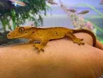 Gekon orzęsiony samica Correlophus ciliatus
