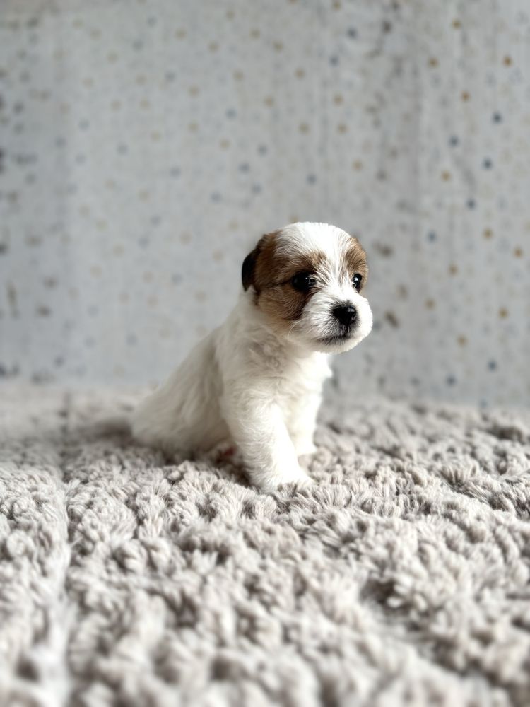 Jack Russell Terrier- szorstkowłosa sunia z rodowodem ZKwP