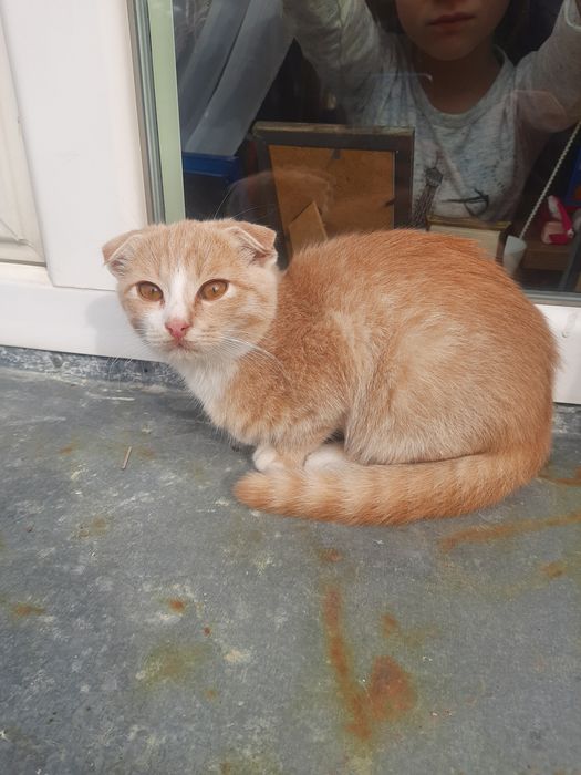 Котик Вислоухий.