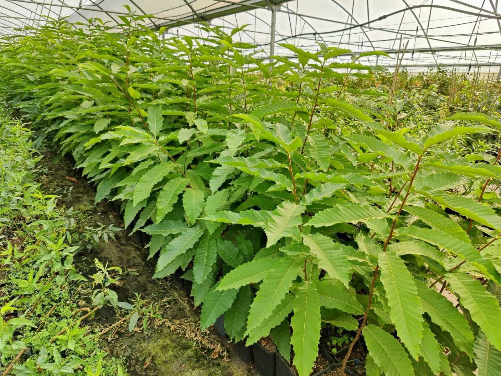 Plantas de Castanheiros Híbridos Marsol