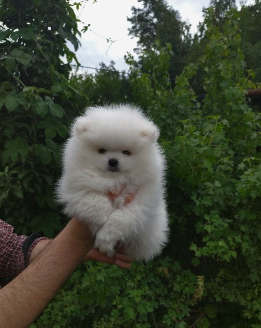 Милі цуценята шпіц