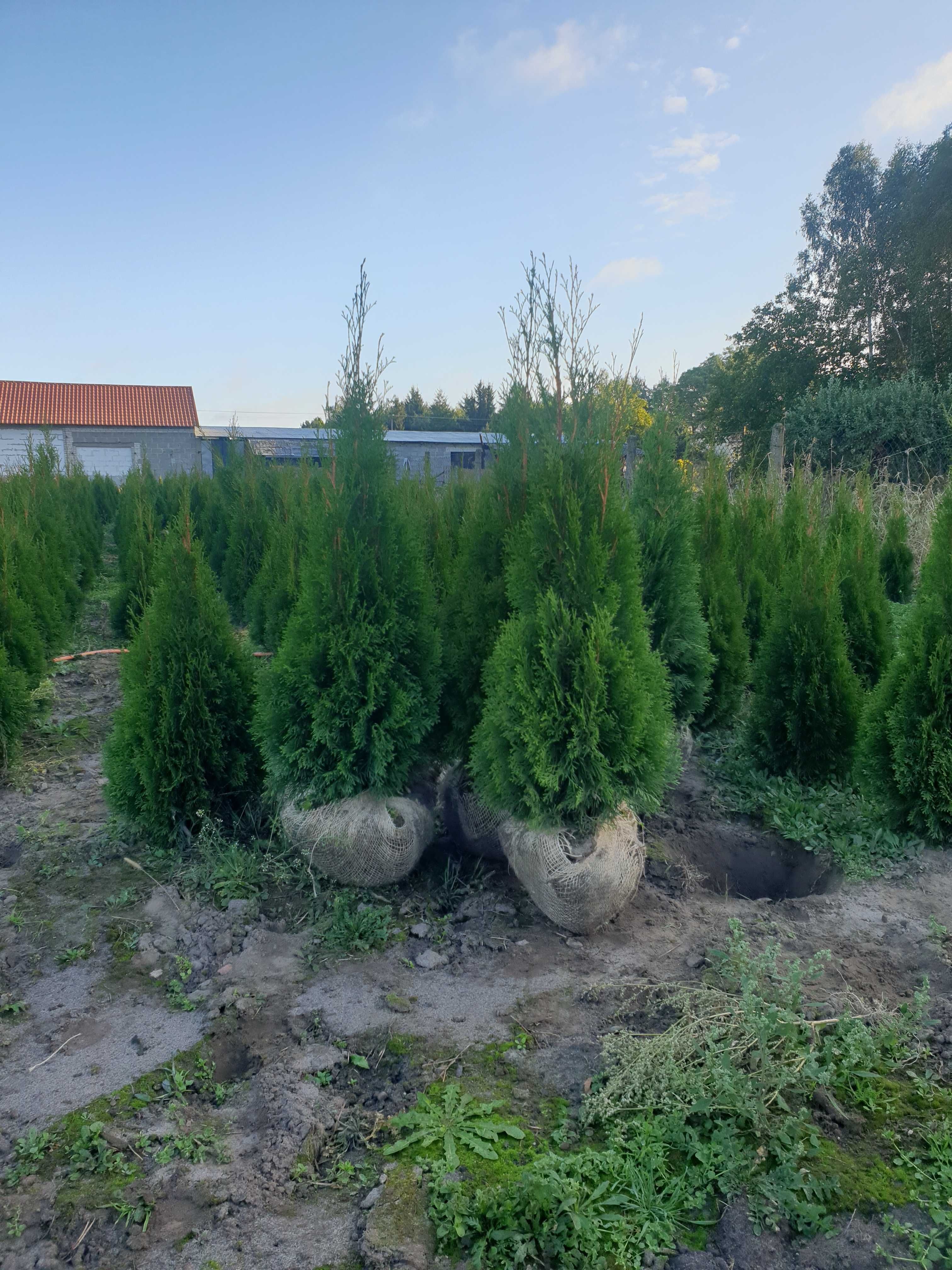 Tuja szmaragd doniczka, balot