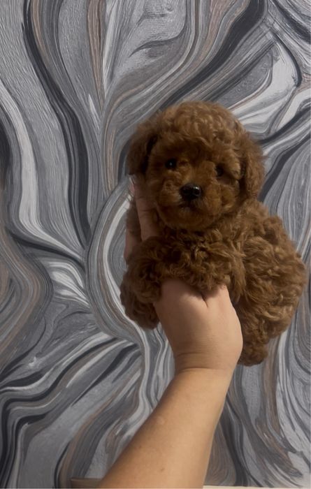 Супер мини той пудель тикап