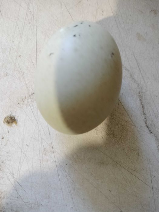 Jaja lęgowe biegus indyjski wysylam
