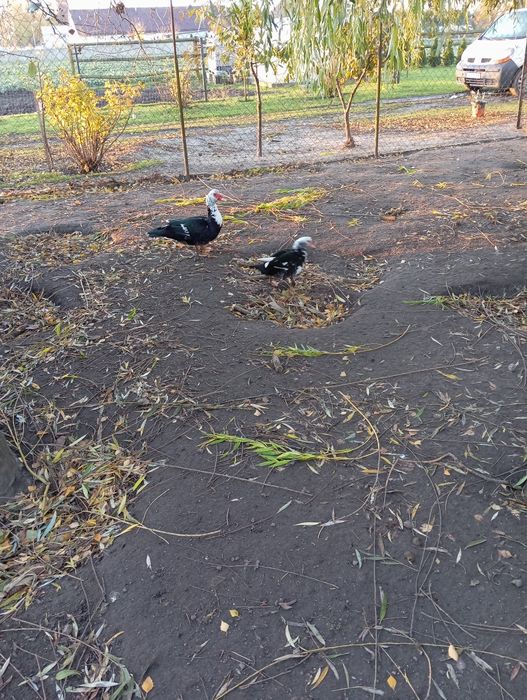 Sprzedam kaczki piżmowe