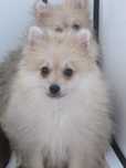 Menino Lulu da Pomerânia lindo