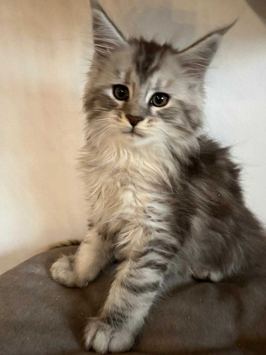 Kocurek Maine Coon czarny ze srebrem pręgowany ns 23 Kocur