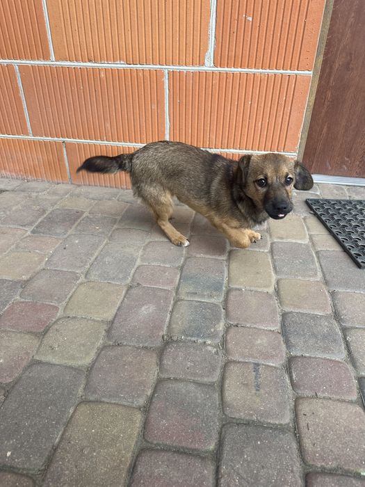 Piesek szczeniak do adopcji