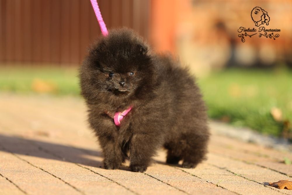 Szpic miniatyrowy pomeranian