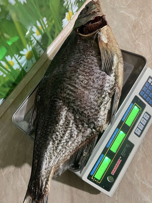 сушена рибка, підлящ, лящ, густера , синець, щука дуже смачна.