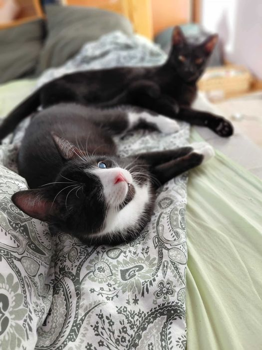 5 miesieczne kocurki do oddania