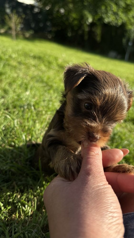 York chocotan piesek (chlopczyk )