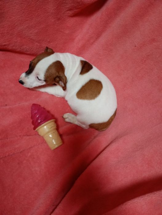 Suczka Jack Russell Terrier szuka domku bicolor