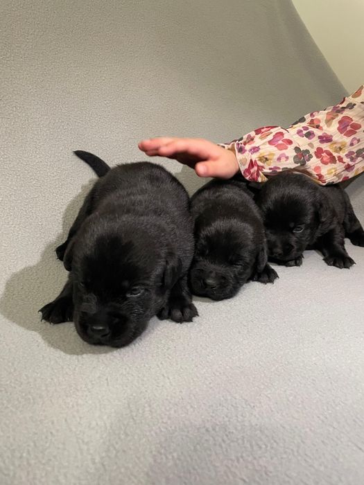 Szczeniak Labradora czarny