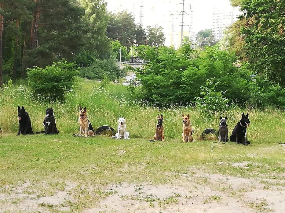 Кінолог, послуги кінолога, дресирування собак