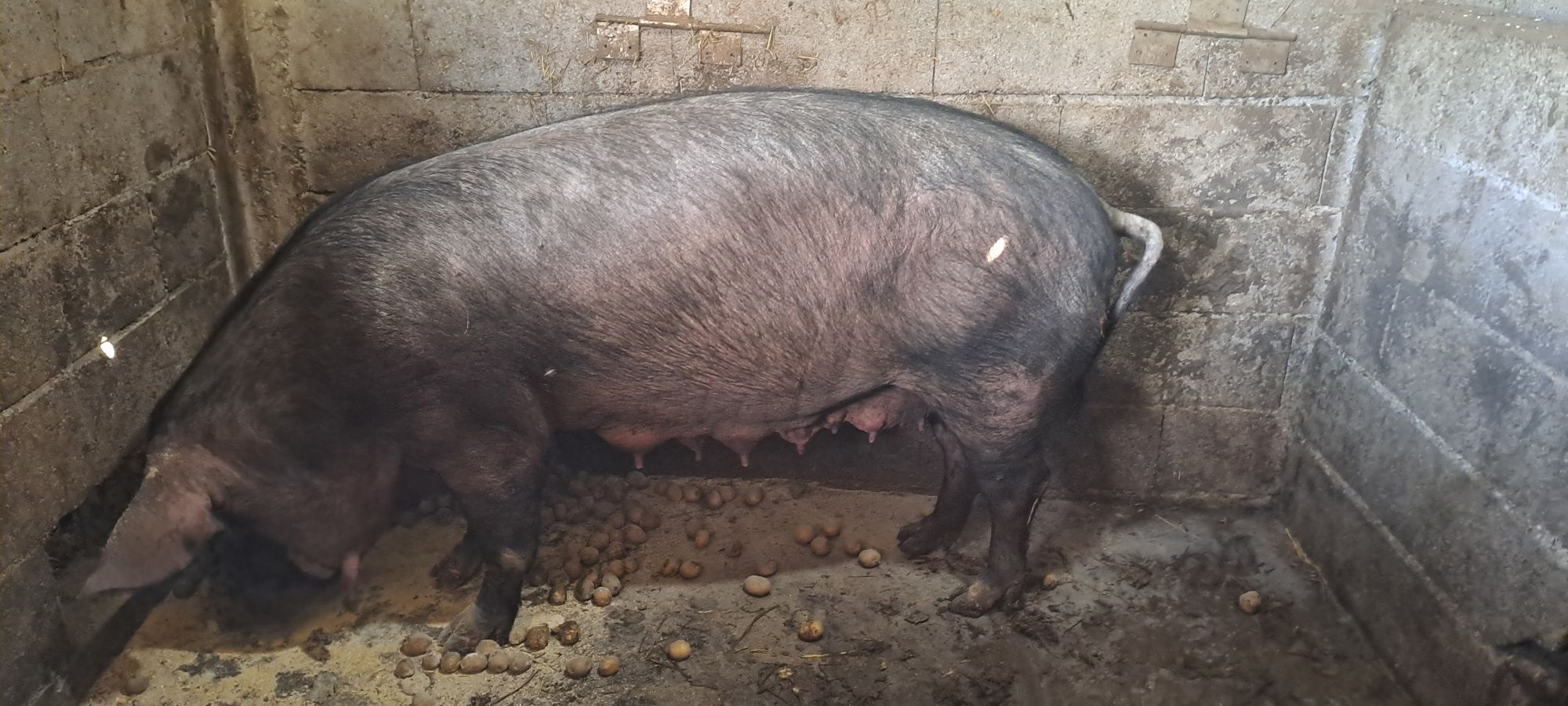 Vendo Porca bisara