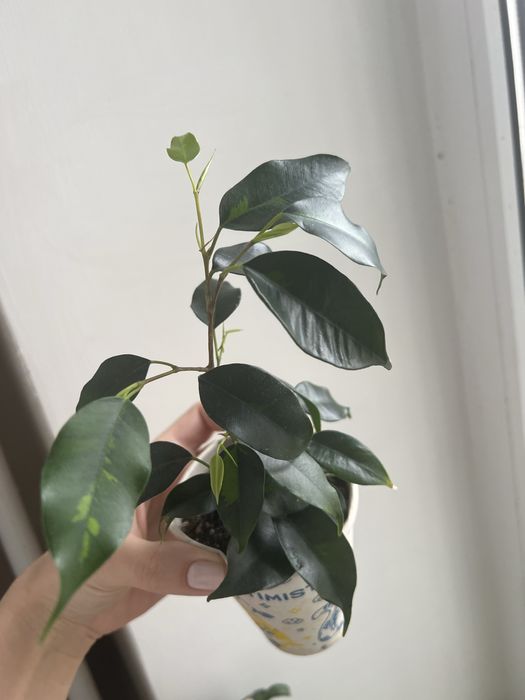 Фікус Денілайт молодий