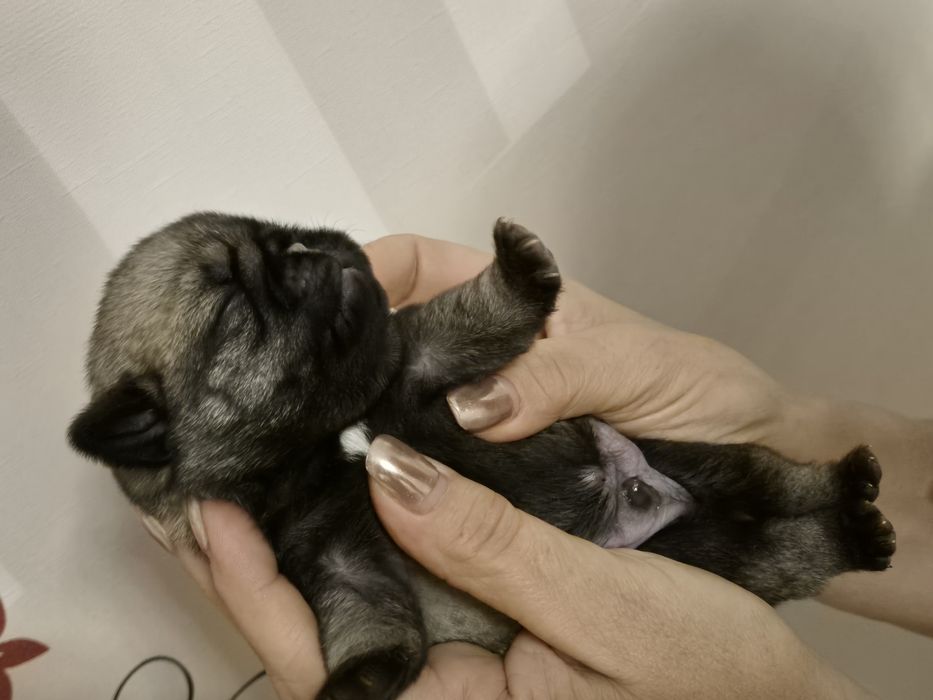 Mopsik chłopiec Fci