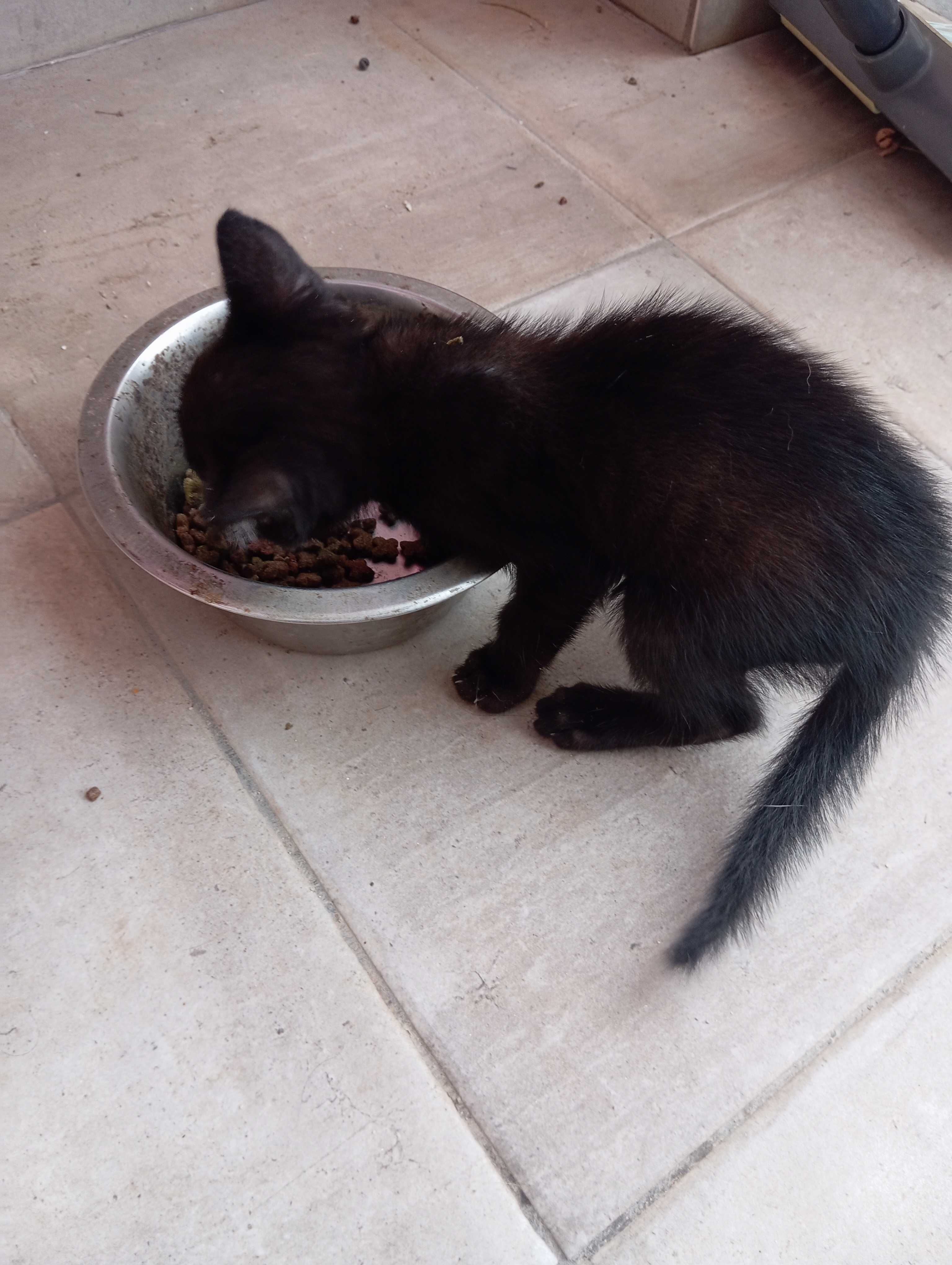 Dou gatinhos com 2 meses