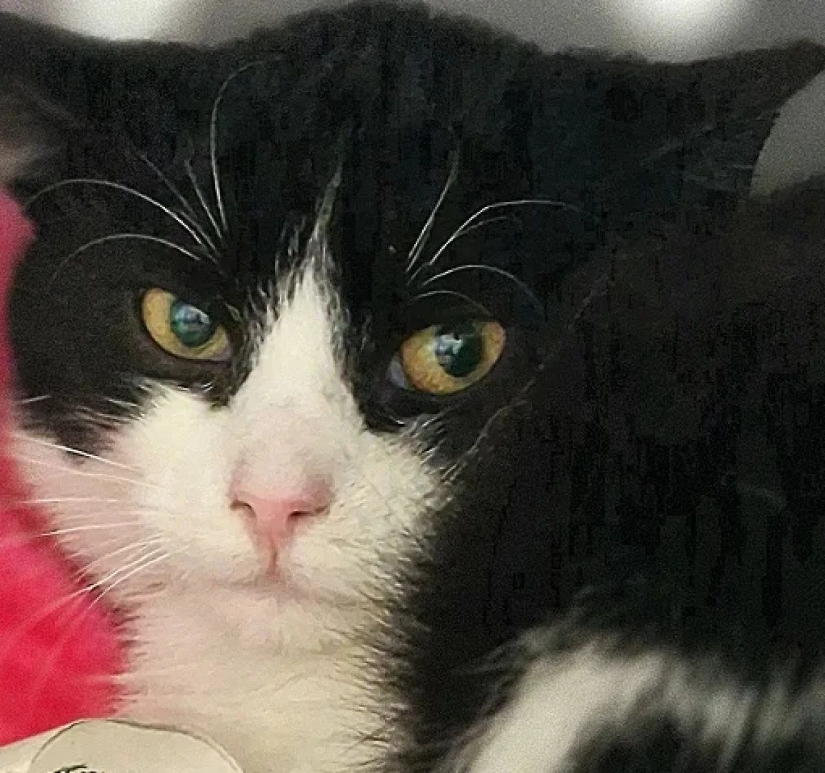 Młody kocurek Fugi do adopcji!