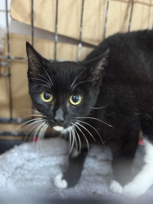 Gatinho 4 meses para adoção