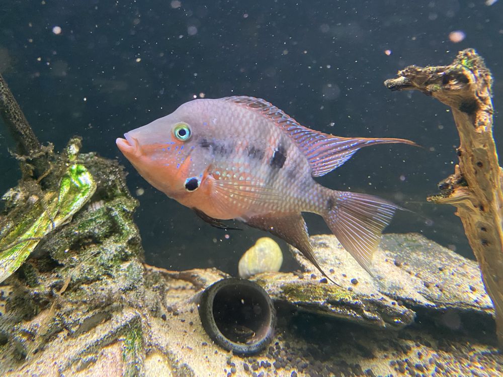 Ciclideo Boca de Fogo (Thorichthys meeki)