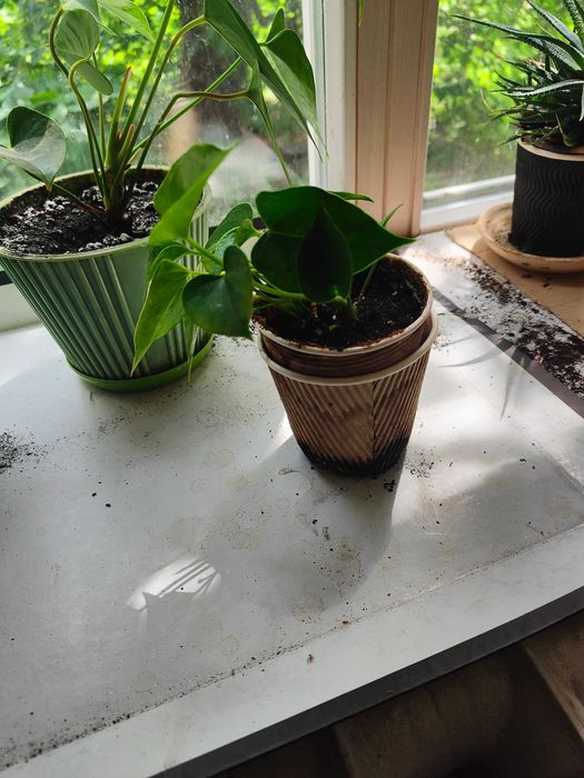 Антуріум червоний