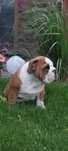 Buldog angielski ZKwP FCI PIESEK