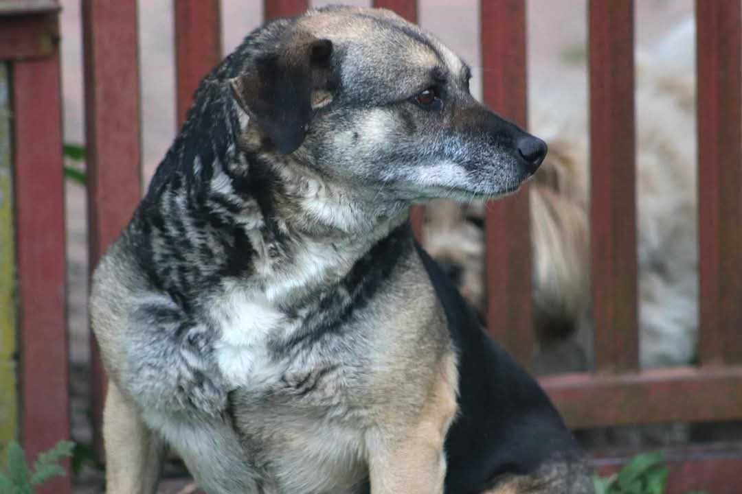 SZAMA spójrz, pokochaj i adoptuj