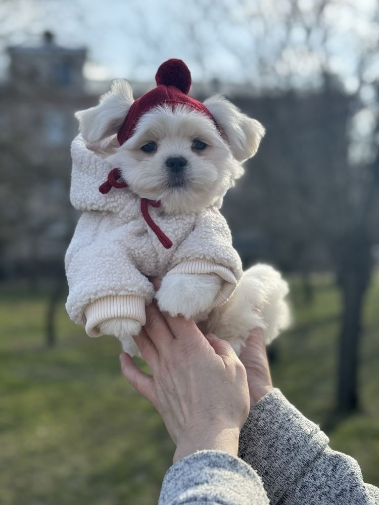 Вязка корейский мальчік міні.
