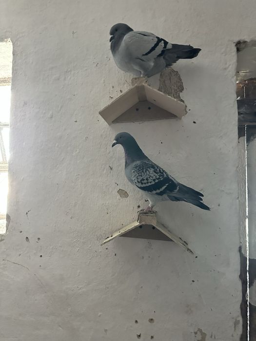 Sprzedam gołebie pocztowe z 2025